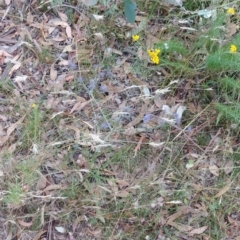 Eryngium ovinum at Hackett, ACT - 5 Jan 2022 03:05 PM