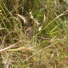 Eryngium ovinum at Hackett, ACT - 5 Jan 2022 03:05 PM