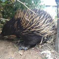 Tachyglossus aculeatus (Short-beaked Echidna) at Symonston, ACT - 31 Dec 2020 by CallumBraeRuralProperty