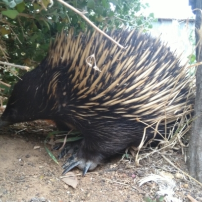 Tachyglossus aculeatus (Short-beaked Echidna) at Symonston, ACT - 31 Dec 2020 by CallumBraeRuralProperty