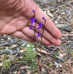 Lobelia dentata/gibbosa (Lobelia dentata or gibbosa) at Cuumbeun Nature Reserve - 31 Dec 2020 by yellowboxwoodland