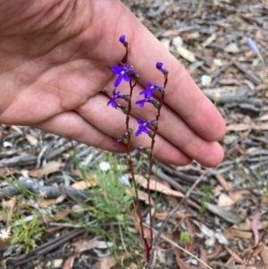 Lobelia dentata/gibbosa at Carwoola, NSW - 1 Jan 2021 01:08 AM