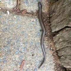 Hemiergis talbingoensis (Eastern Three-toed Earless Skink) at Symonston, ACT - 23 Mar 2018 by CallumBraeRuralProperty