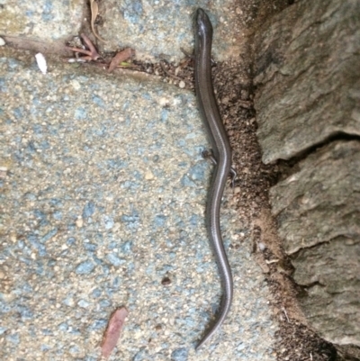 Hemiergis talbingoensis (Three-toed Skink) at Symonston, ACT - 23 Mar 2018 by CallumBraeRuralProperty