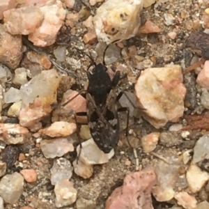 Lygaeidae (family) at Downer, ACT - 1 Jan 2021