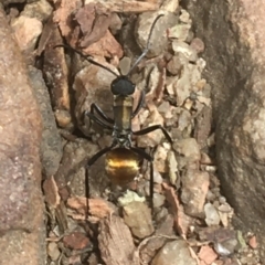 Polyrhachis ammon (Golden-spined Ant, Golden Ant) at Black Mountain - 1 Jan 2021 by Ned_Johnston