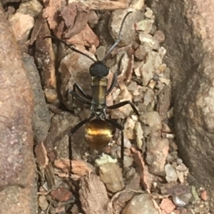 Polyrhachis ammon at Downer, ACT - 1 Jan 2021