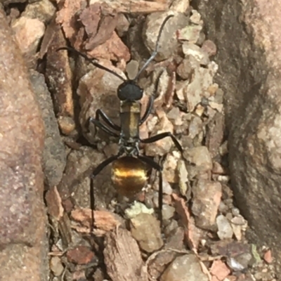 Polyrhachis ammon (Golden-spined Ant, Golden Ant) at Downer, ACT - 1 Jan 2021 by NedJohnston