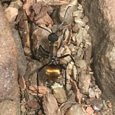 Polyrhachis ammon (Golden-spined Ant, Golden Ant) at Downer, ACT - 1 Jan 2021 by Ned_Johnston