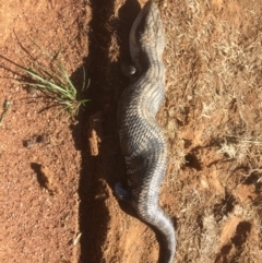 Tiliqua scincoides scincoides (Eastern Blue-tongue) at Symonston, ACT - 9 Feb 2019 by CallumBraeRuralProperty