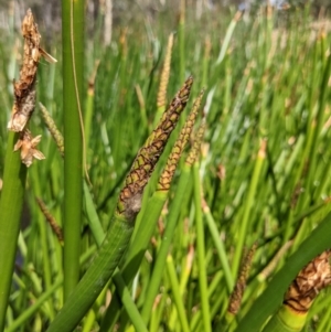 Eleocharis sphacelata at Currawang, NSW - 31 Dec 2020