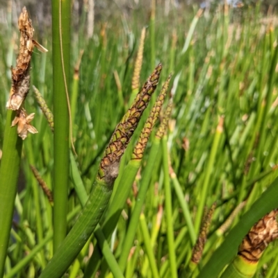 Eleocharis sphacelata (Tall Spike-rush) at Currawang, NSW - 31 Dec 2020 by camcols