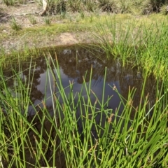 Eleocharis sphacelata at Currawang, NSW - suppressed