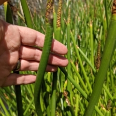 Eleocharis sphacelata at Currawang, NSW - 31 Dec 2020