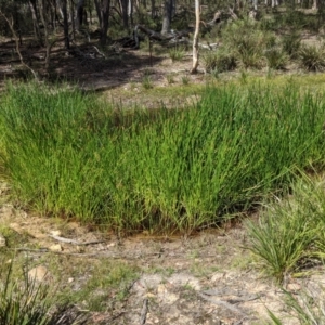 Eleocharis sphacelata at Currawang, NSW - 31 Dec 2020