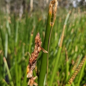 Eleocharis sphacelata at Currawang, NSW - 31 Dec 2020