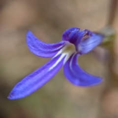 Lobelia simplicicaulis at Currawang, NSW - 31 Dec 2020 by camcols