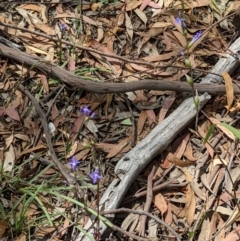 Lobelia simplicicaulis at Currawang, NSW - suppressed