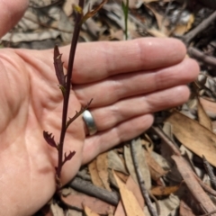 Lobelia simplicicaulis at Currawang, NSW - suppressed