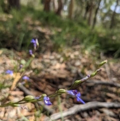 Lobelia simplicicaulis at Currawang, NSW - suppressed