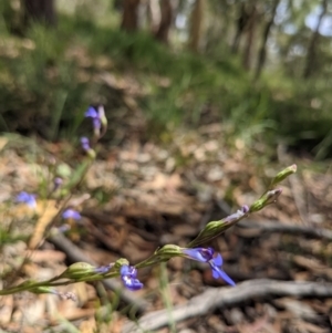 Lobelia simplicicaulis at Currawang, NSW - suppressed