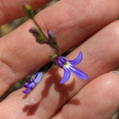 Lobelia simplicicaulis at Currawang, NSW - suppressed