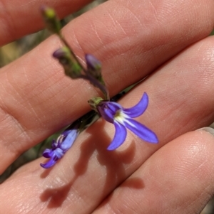 Lobelia simplicicaulis at Currawang, NSW - suppressed