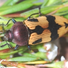 Castiarina ochreiventris (A jewel beetle) at Point 11 - 15 Dec 2020 by Harrisi