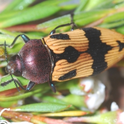 Castiarina ochreiventris (A jewel beetle) at Point 11 - 15 Dec 2020 by Harrisi