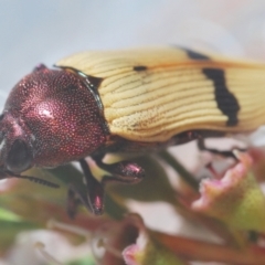 Castiarina ochreiventris at Black Mountain - 15 Dec 2020