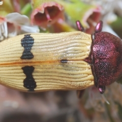 Castiarina ochreiventris at Black Mountain - 15 Dec 2020