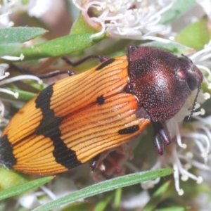 Castiarina ochreiventris at Black Mountain - 15 Dec 2020