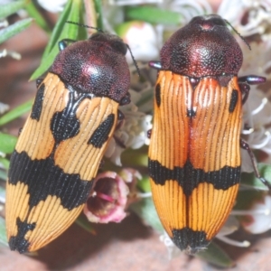 Castiarina ochreiventris at Black Mountain - 15 Dec 2020