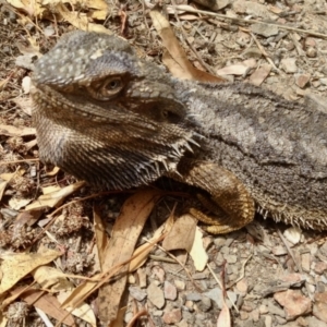 Pogona barbata at Aranda, ACT - 1 Jan 2021