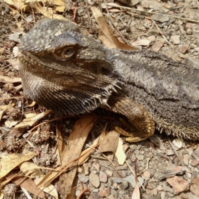 Pogona barbata (Eastern Bearded Dragon) at Aranda, ACT - 1 Jan 2021 by KMcCue