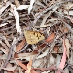 Heteronympha merope (Common Brown Butterfly) at Aranda, ACT - 1 Jan 2021 by KMcCue