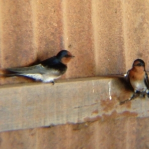 Hirundo neoxena at Symonston, ACT - 3 Jul 2019 05:53 PM