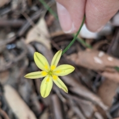 Tricoryne elatior (Yellow Rush Lily) at Currawang, NSW - 31 Dec 2020 by camcols