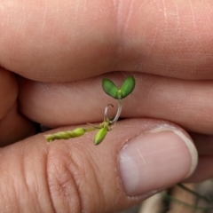 Tricoryne elatior at Currawang, NSW - suppressed