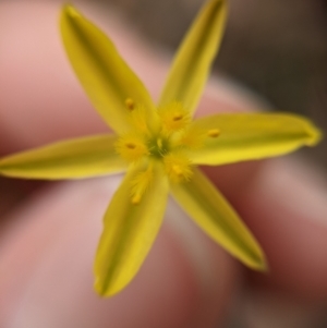 Tricoryne elatior at Currawang, NSW - suppressed