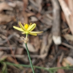 Tricoryne elatior at Currawang, NSW - suppressed