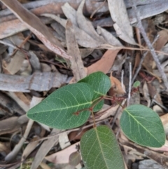 Hardenbergia violacea (False Sarsaparilla) at Currawang, NSW - 29 Dec 2020 by camcols