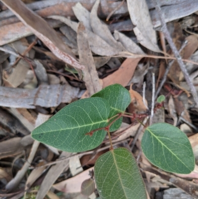 Hardenbergia violacea (False Sarsaparilla) at Currawang, NSW - 29 Dec 2020 by camcols
