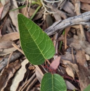 Hardenbergia violacea at Currawang, NSW - 29 Dec 2020