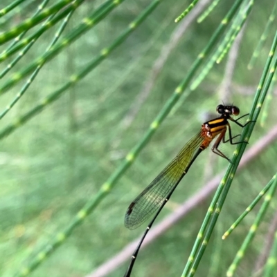 Nososticta solida (Orange Threadtail) at Murrumbateman, NSW - 1 Jan 2021 by SimoneC