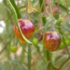 Solanum linearifolium (Kangaroo Apple) at Mount Majura - 1 Jan 2021 by waltraud