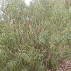 Solanum linearifolium at Downer, ACT - 1 Jan 2021
