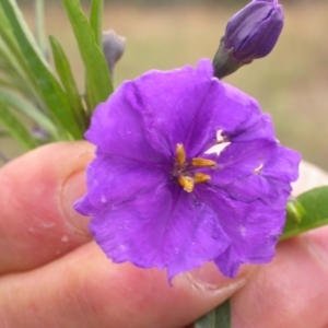 Solanum linearifolium at Downer, ACT - 1 Jan 2021