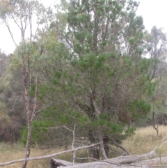 Pinus radiata (Monterey or Radiata Pine) at Mount Majura - 1 Jan 2021 by waltraud
