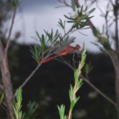 Diplacodes bipunctata (Wandering Percher) at Paddys River, ACT - 30 Dec 2020 by Harrisi